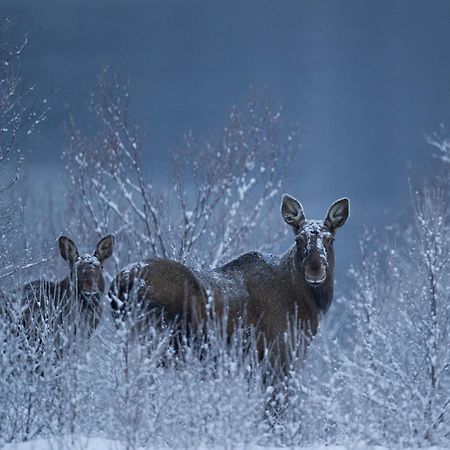 Sorrisniva Arctic Wilderness Lodge Alta Dış mekan fotoğraf