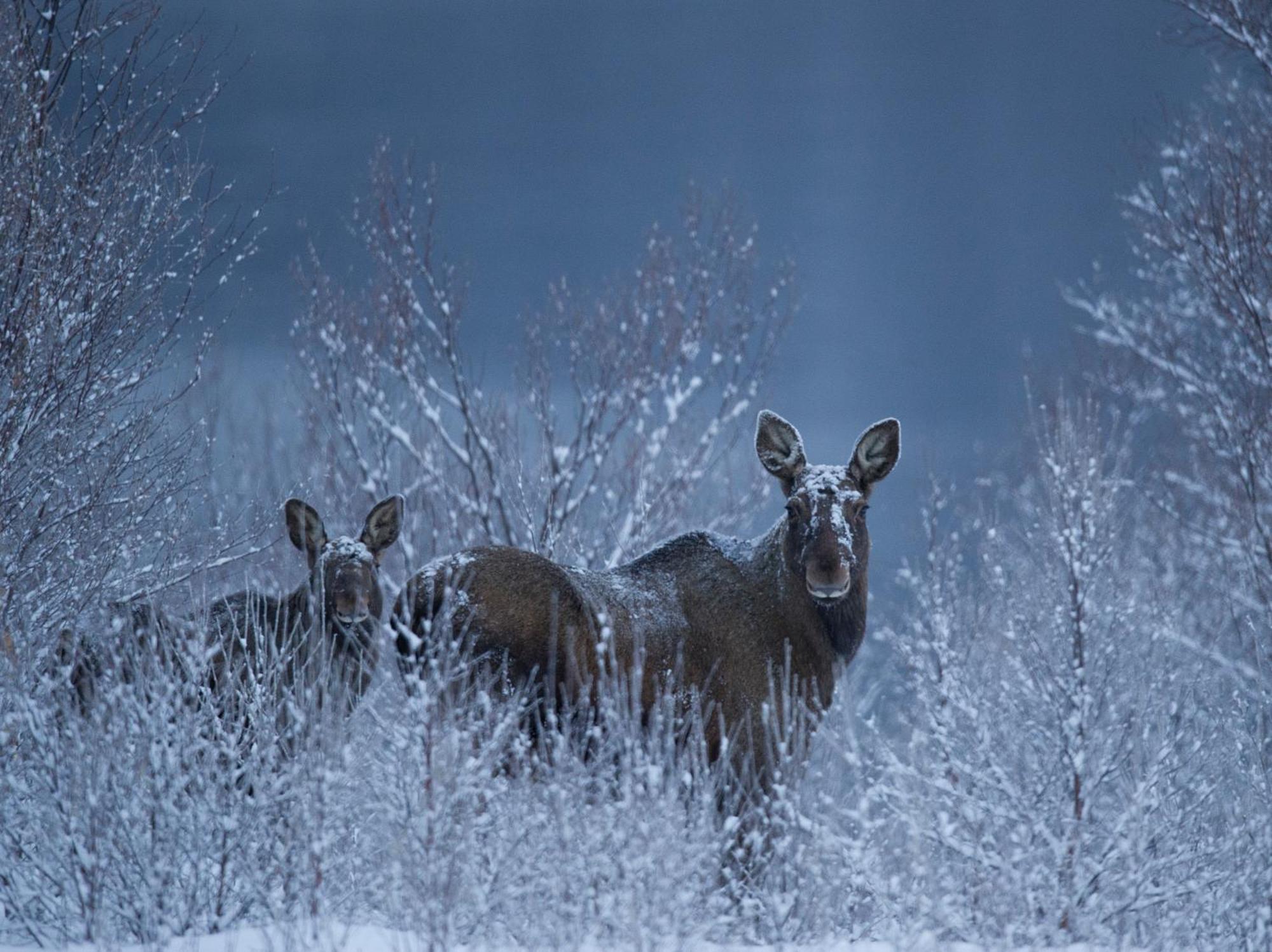 Sorrisniva Arctic Wilderness Lodge Alta Dış mekan fotoğraf